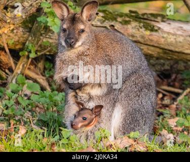 Bedfordshire, Regno Unito. 19th Mar 2022. Un wallaby a collo rosso (Notamacropus rufogriseus) joey sbuccia curiosamente dalla tasca della madre al sole del tardo pomeriggio. Gli animali vagano liberamente all'interno dei confini di ZSL Whipsnade nel Bedfordshire. Credit: Edler Images/Alamy Live News Foto Stock