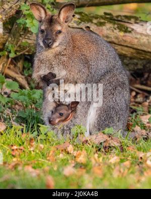 Bedfordshire, Regno Unito. 19th Mar 2022. Un wallaby a collo rosso (Notamacropus rufogriseus) joey sbuccia curiosamente dalla tasca della madre al sole del tardo pomeriggio. Gli animali vagano liberamente all'interno dei confini di ZSL Whipsnade nel Bedfordshire. Credit: Edler Images/Alamy Live News Foto Stock