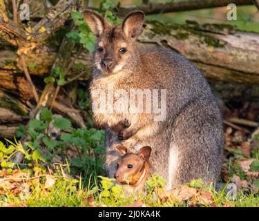 Bedfordshire, Regno Unito. 19th Mar 2022. Un wallaby a collo rosso (Notamacropus rufogriseus) joey sbuccia curiosamente dalla tasca della madre al sole del tardo pomeriggio. Gli animali vagano liberamente all'interno dei confini di ZSL Whipsnade nel Bedfordshire. Credit: Edler Images/Alamy Live News Foto Stock