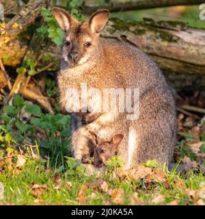 Bedfordshire, Regno Unito. 19th Mar 2022. Un wallaby a collo rosso (Notamacropus rufogriseus) joey sbuccia curiosamente dalla tasca della madre al sole del tardo pomeriggio. Gli animali vagano liberamente all'interno dei confini di ZSL Whipsnade nel Bedfordshire. Credit: Edler Images/Alamy Live News Foto Stock