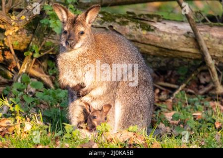 Bedfordshire, Regno Unito. 19th Mar 2022. Un wallaby a collo rosso (Notamacropus rufogriseus) joey sbuccia curiosamente dalla tasca della madre al sole del tardo pomeriggio. Gli animali vagano liberamente all'interno dei confini di ZSL Whipsnade nel Bedfordshire. Credit: Edler Images/Alamy Live News Foto Stock