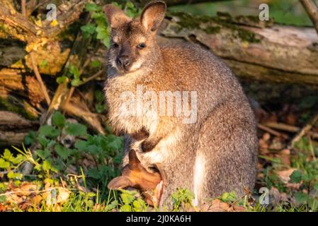 Bedfordshire, Regno Unito. 19th Mar 2022. Un wallaby a collo rosso (Notamacropus rufogriseus) joey sbuccia curiosamente dalla tasca della madre al sole del tardo pomeriggio. Gli animali vagano liberamente all'interno dei confini di ZSL Whipsnade nel Bedfordshire. Credit: Edler Images/Alamy Live News Foto Stock