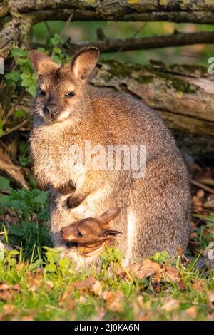 Bedfordshire, Regno Unito. 19th Mar 2022. Un wallaby a collo rosso (Notamacropus rufogriseus) joey sbuccia curiosamente dalla tasca della madre al sole del tardo pomeriggio. Gli animali vagano liberamente all'interno dei confini di ZSL Whipsnade nel Bedfordshire. Credit: Edler Images/Alamy Live News Foto Stock