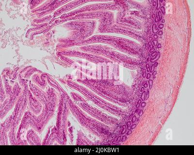 sezione trasversale dell'intestino di blackbird sotto il microscopio che mostra ghiandole intestinali e epitelio colonnare semplice - microscopio ottico x100 magnificatio Foto Stock