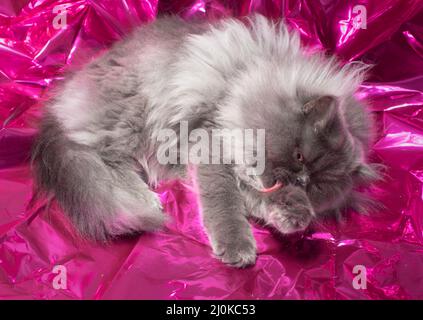 Carino morbido gatto grigio dai capelli lunghi adagiato su un mylar rosa lucido che lecca la zampa. Foto Stock