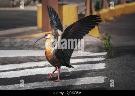Ibis con collo a bustina (Theristicus caudatus) Foto Stock