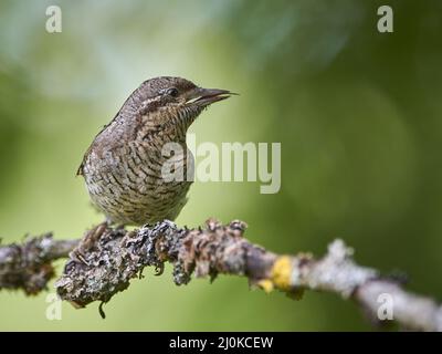 Torcicollo Foto Stock