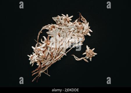 Fiore Edelweiss isolato su sfondo nero Foto Stock