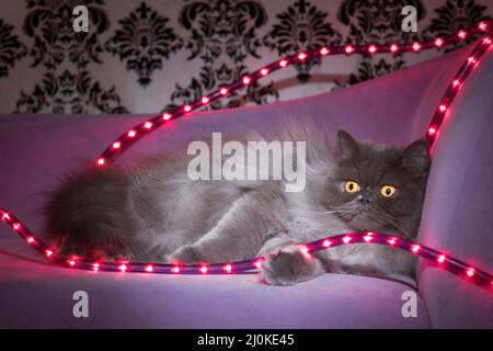 Carino gatto grigio con capelli lunghi che si rilassa su un divano viola con luci a corda viola. Foto Stock
