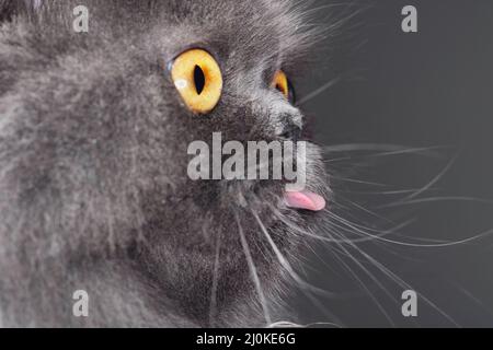 Primo piano profilo di un gatto grigio dai capelli lunghi che attacca la lingua fuori. Foto Stock