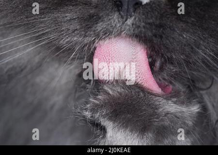 Macro di primo piano super dettagliato di un gatto grigio dai capelli lunghi che lava le zampe. Foto Stock