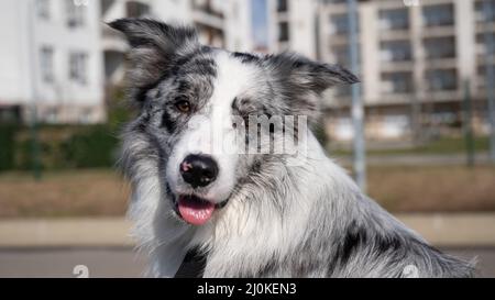 Ritratto di un collie di confine avvistato su una passeggiata lungo il terrapieno. Foto Stock