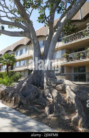 Los Angeles, California, USA 16th marzo 2022 una visione generale dell'atmosfera dell'albero il 16 marzo 2022 a Los Angeles, California, USA. Foto di Barry King/Alamy Stock Foto Foto Stock