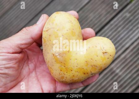 La patata a forma di cuore si trova su una mano dell'uomo Foto Stock