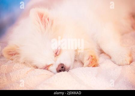 Pomeranian Spitz cucciolo dorme su un plaid beige. Carino cucciolo. Foto Stock