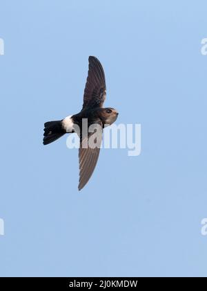 Composizione verticale di House Swift (Apus nipalensis), piombatura dell'allevamento adulto, vista dorsale in volo, nuovi territori, Hong Kong 24 Feb 2022 Foto Stock