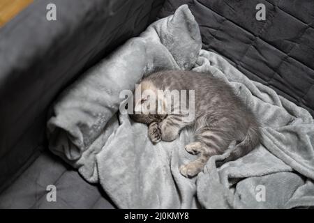 Adorabile piccolo animale domestico. Animale bambino carino. Carino gattino di colore grigio di razza scozzese diritta dorme dolcemente su bedsp Foto Stock