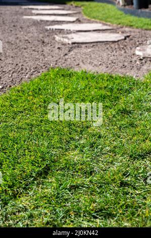 Realizzazione di prato verde naturale in giardino con rotoli di erba verde, lavori di ristrutturazione giardino in primavera Foto Stock