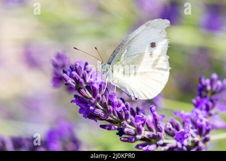 Farfalla bianca su viola lavanda Foto Stock