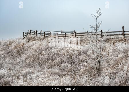 Inverno in arrivo. Pittoresca nebbia e moody pre alba scena nella fine autunno montagna campagna con hoarfrost su erbe, albero Foto Stock