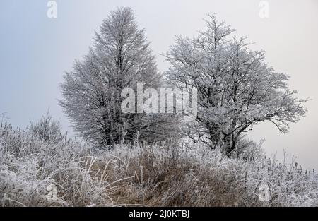 Inverno in arrivo. Pittoresca nebbia e moody pre alba scena nella fine autunno montagna campagna con hoarfrost su erbe, albero Foto Stock