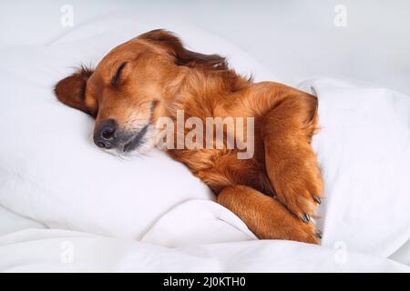Marrone lungo capelli Dachshund o cane di salsiccia che dorme in letto bianco su un cuscino e sotto la coperta come un essere umano. L'hotel ammette animali domestici Foto Stock