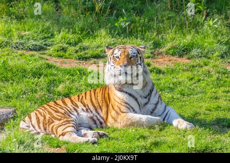 Tiger in uno zoo con animali selvatici - uno dei più grandi carnivori della natura. Foto Stock