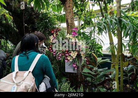 New York, NY - 19 marzo 2022: Le persone visitano lo spettacolo annuale delle orchidee primaverili al Giardino Botanico di New York Foto Stock