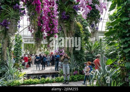 New York, NY - 19 marzo 2022: Le persone visitano lo spettacolo annuale delle orchidee primaverili al Giardino Botanico di New York Foto Stock