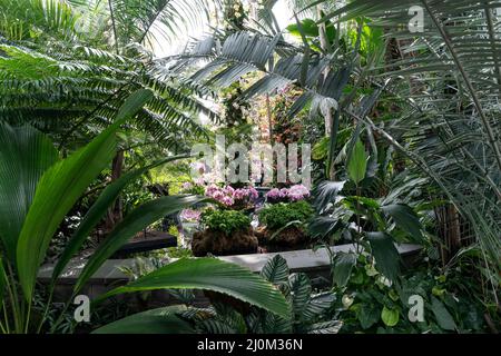 La gente visita l'annuale spettacolo delle orchidee di primavera al Giardino Botanico di New York il 19 marzo 2022. Lo spettacolo di quest'anno è stato creato dal designer Jeff Leatham, famoso direttore artistico del Four Seasons Hotel George V di Parigi e designer floreale per le stelle. Lo spettacolo si chiama caleidoscopio di Jeff Leatham. Le persone che entrano nel Conservatorio sono ancora consigliate di indossare maschere a causa della pandemia COVID-19. Gli spettacoli di Orchid sono stati cancellati per due anni a causa di una pandemia e sono ritornati in pieno swing quest'anno. (Foto di Lev Radin/Sipa USA) Foto Stock