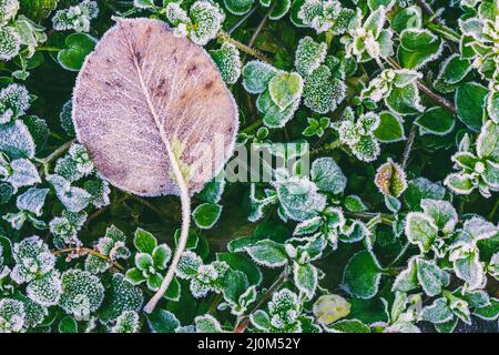 Foglie secche autunnali su foglie verdi di erba ricoperte di rime nella fredda mattinata autunnale Foto Stock