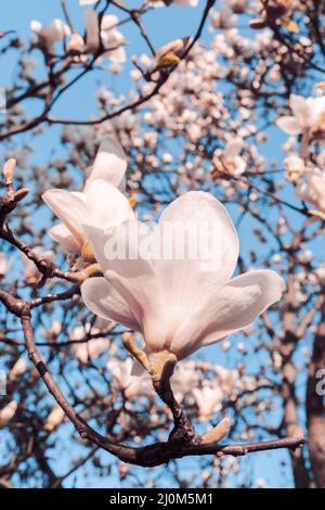 Magnolia soulangeana chiamato anche piattino magnolia fiore primavera albero con bellissimi fiori rosa bianco. Foto Stock