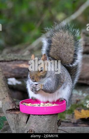 Scoiattolo grigio (Sciurus carolinensis) che mangia semi da un coperchio di vaso di plastica rosa Foto Stock