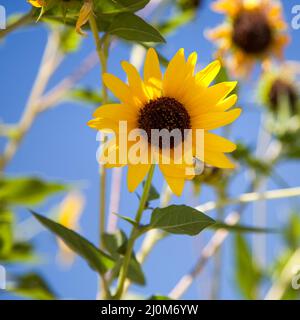 California Sunflower in piena fioritura Foto Stock