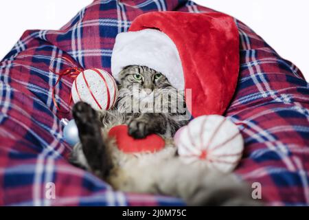 Gatto di Natale in una coperta plaid accogliente. Gatto di Santa con decorazioni dell'albero di Natale. Composizione accogliente e festosa. Il gatto non lik Foto Stock