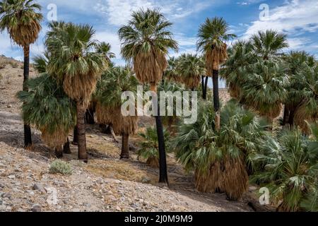 Palme di Pushawalla a Palm Springs, California Foto Stock