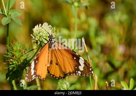 Primo piano della tigre pianura (danaus chrysippus) farfalla. Foto Stock