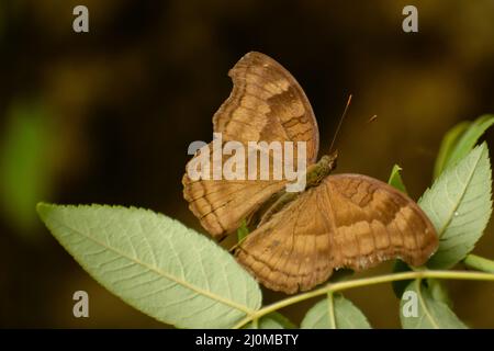 Bella farfalla marrone seduta su foglia. Cioccolato Pansy ( junonia iphita ) Foto Stock