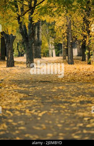 Parco autunnale con alberi e cespugli, foglie gialle sul terreno. Il percorso conduce alla distanza, fuoco selettivo Foto Stock