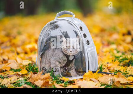 Gatto grigio in zaino con oblò in foglie gialle. Gatto domestico guarda fuori finestra di zaino trasparente in caduta nella foresta. BA Foto Stock