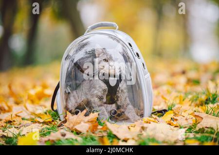 Gatto grigio domestico in un'imbracatura e un guinzaglio accanto ad uno zaino trasparente che trasporta gli animali domestici nel parco autunnale in foglie gialle. Foto Stock