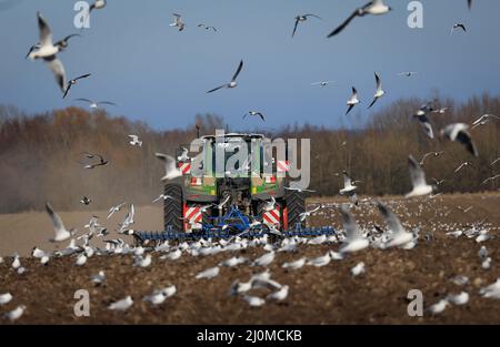 Panker, Germania. 11th Mar 2022. Un agricoltore scava un campo a Gut Schmoel e lo prepara per la semina. Le aree agricole del nord sono perlopiù attraversate dal pozzo invernale, e ora è in corso la coltivazione primaverile. Credit: Christian Charisius/dpa/Alamy Live News Foto Stock