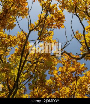 Antico albero di quercia (Quercus) in autunno. Foglie gialle in autunno. Foto Stock