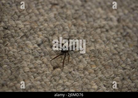 Una coda bianca australiana ragno casa nero (Lampona cylcrata) strisciando sul tappeto di una casa Foto Stock