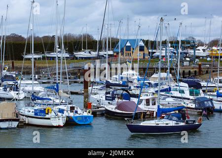 Terrier Dog a bordo della sua nave a vela proprietari a Burnham Yacht Harbor, Burnham-on-Crouch, Maldon, Essex, Gran Bretagna. Foto Stock