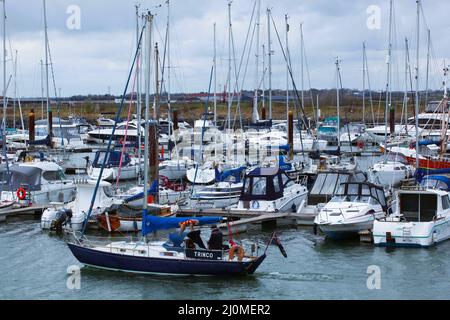 Terrier Dog a bordo della sua nave a vela proprietari a Burnham Yacht Harbor, Burnham-on-Crouch, Maldon, Essex, Gran Bretagna. Foto Stock