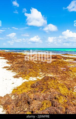 Spiaggia di sargazo con alghe rosse molto disgustose Playa del Carmen Messico. Foto Stock