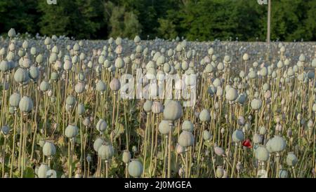 Il seme di papavero (papaver somniferum) si testa in estate. La pianta è anche conosciuta come Breadseed o papavero di Opium. Foto Stock