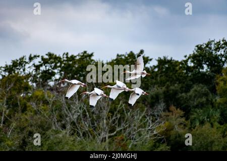 Un Ibis bianco naturale a Hilton Head Island, South Carolina Foto Stock