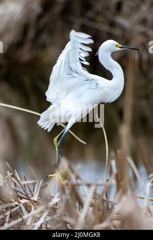 Un Egret bianco neve in Hilton Head Island, Carolina del Sud Foto Stock